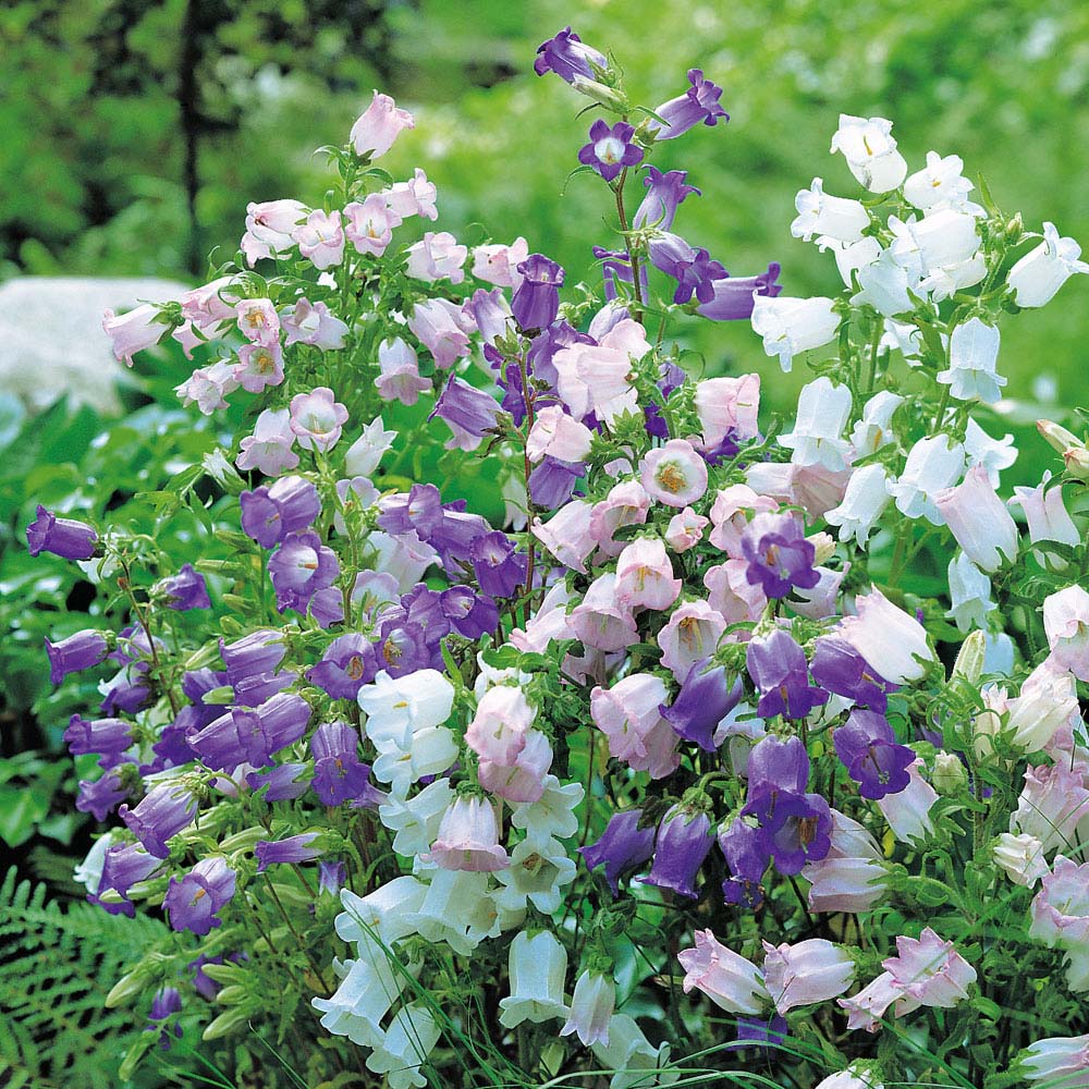 Canterbury Bells 'Cup & Saucer Mix' (Seeds)