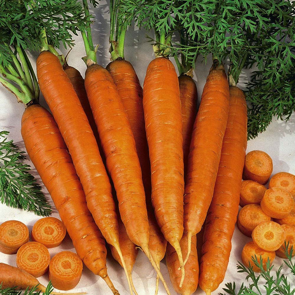 Carrot 'Autumn King 2' (Seeds)