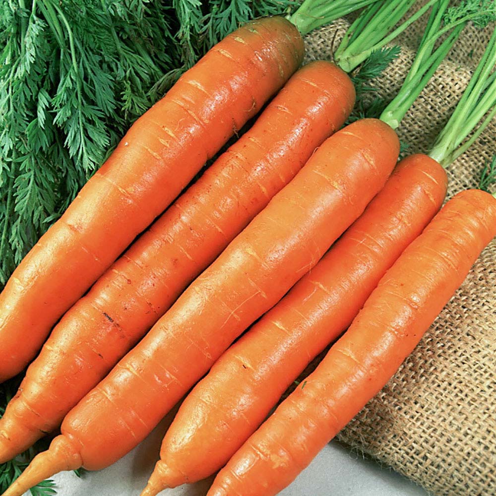Carrot 'Early Nantes 2' (Seeds)