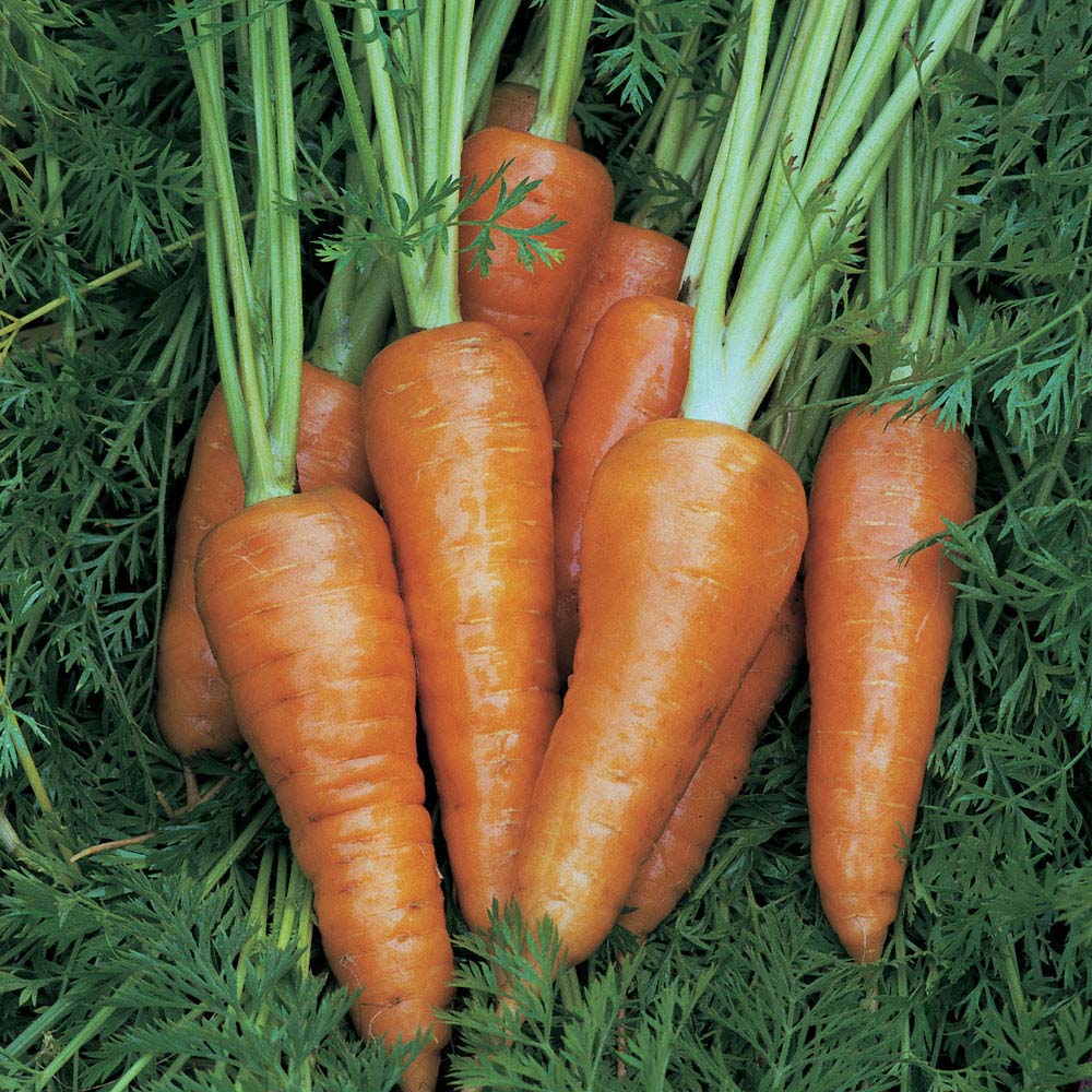 Carrot 'Chantenay Red Cored 3 &#45; Supreme' (Seeds)