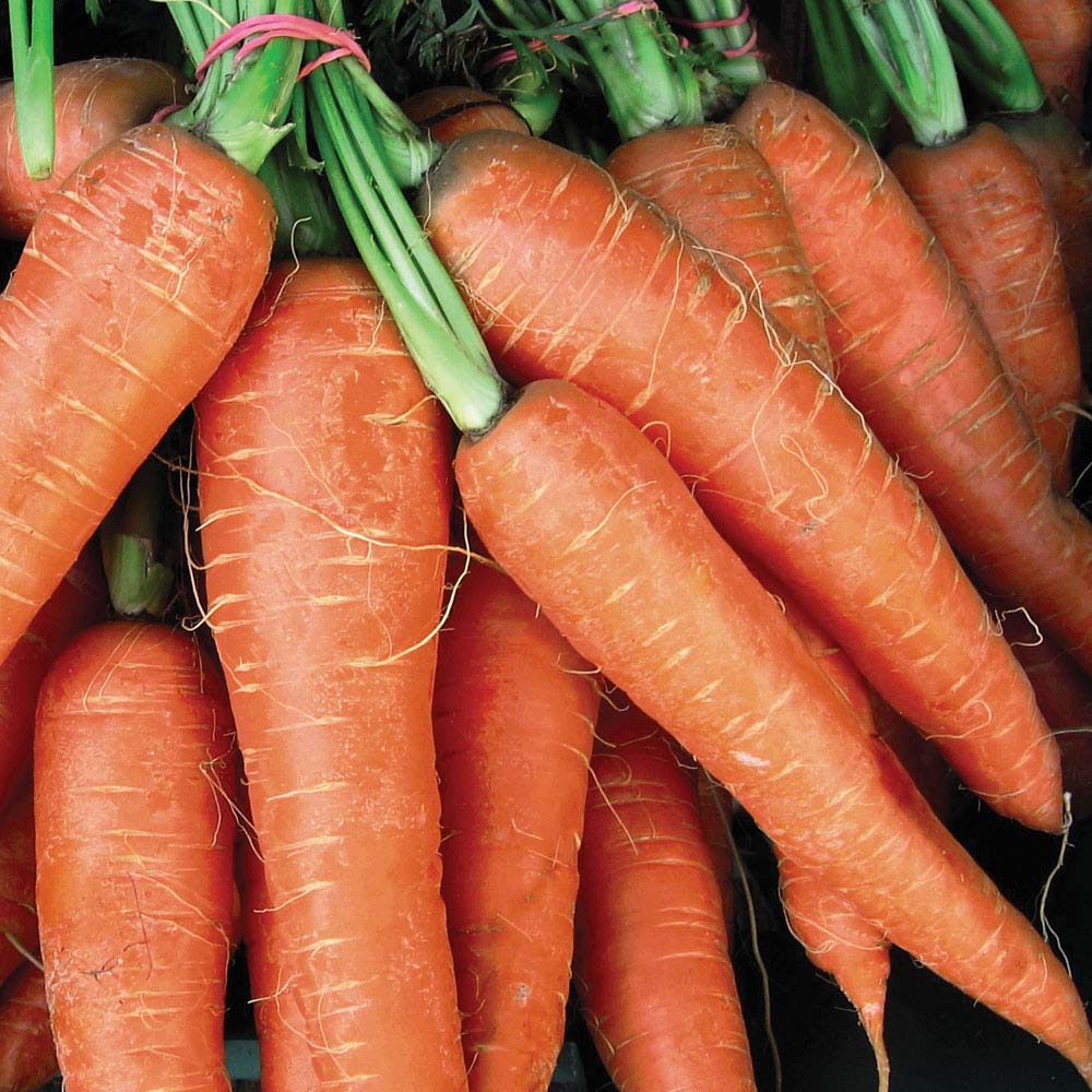 Carrot 'Flyaway' F1 Hybrid (Seeds)