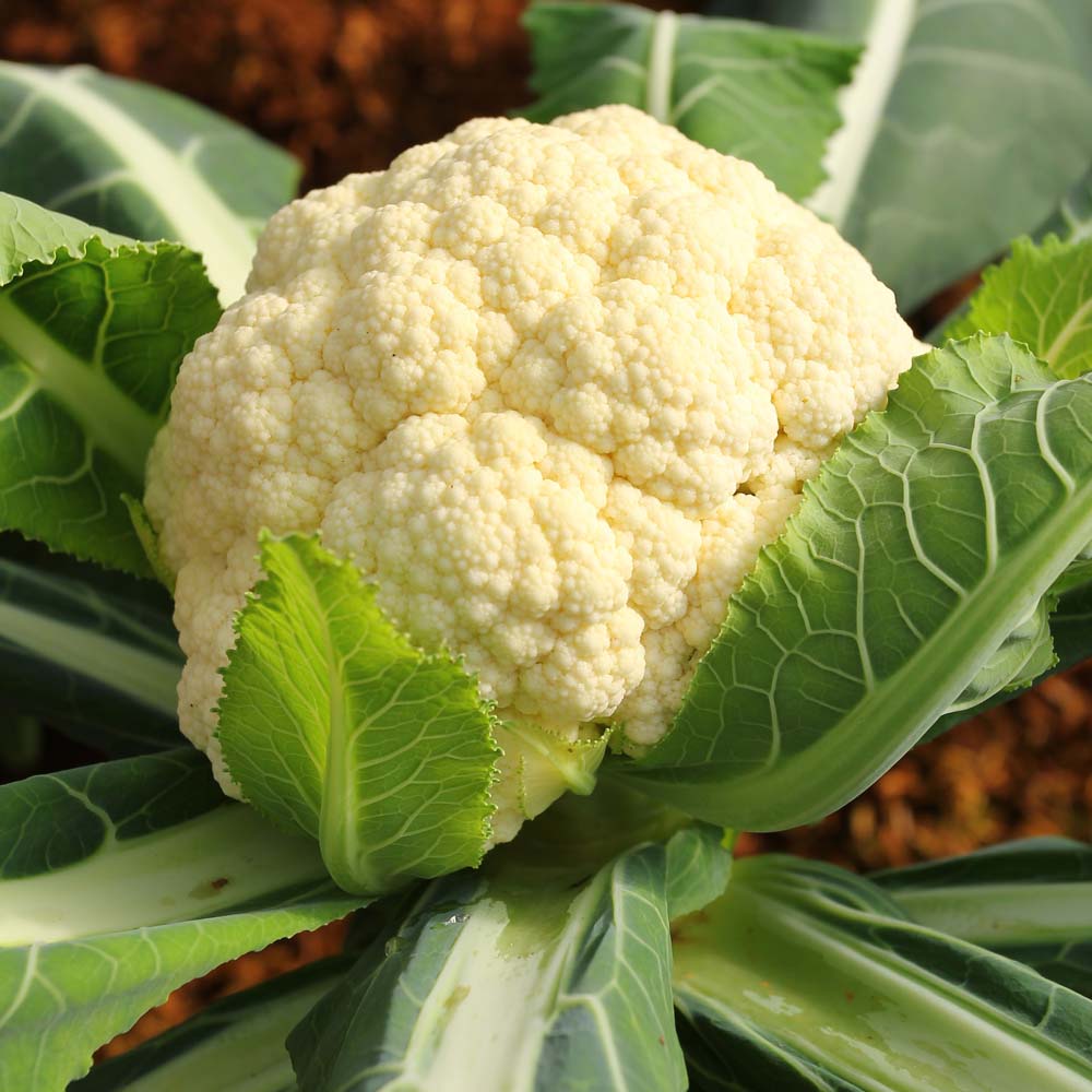 Cauliflower 'All The Year Round' (Spring/ Summer/Autumn) (Seeds)