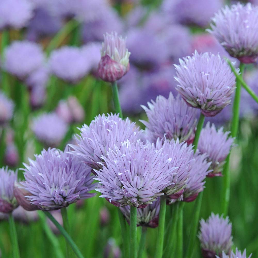 Image of Chives (Seeds)