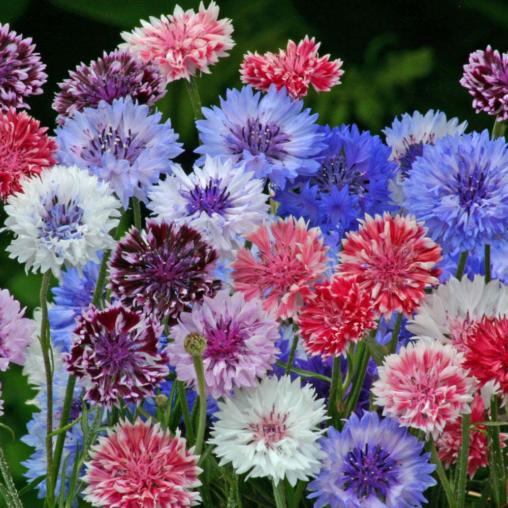 Cornflower 'Polka Dot Mixed' (Seeds)