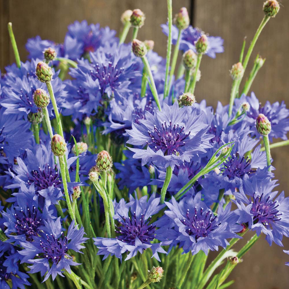 Cornflower 'Dwarf Blue Midget' (Seeds)