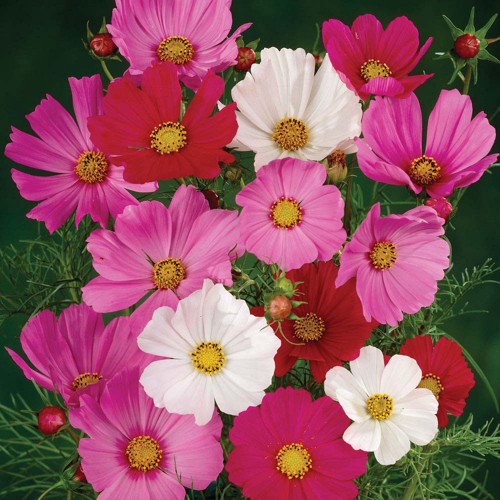 Cosmos bipinnatus 'Sensation Mixed' (Seeds)