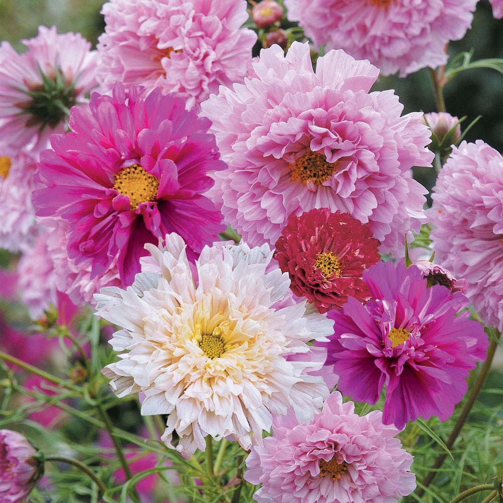 Cosmos bipinnatus 'Double Click' (Seeds)