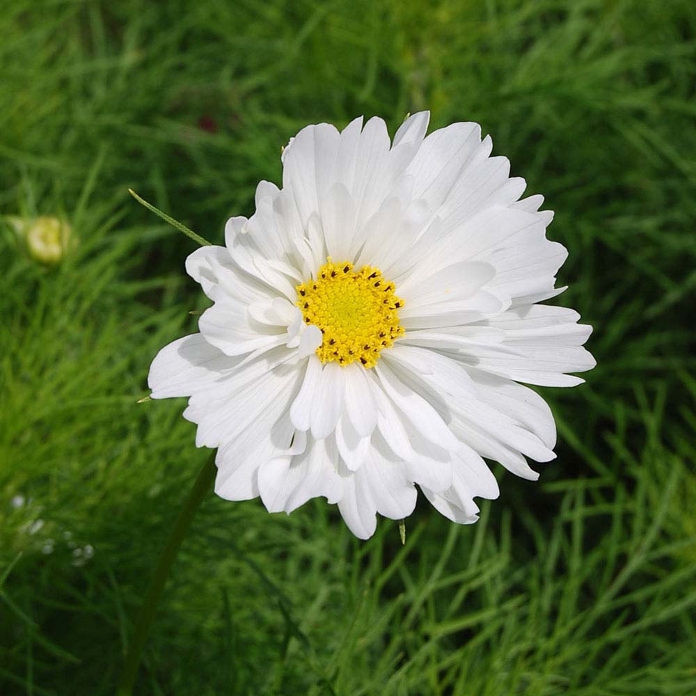 Cosmos bipinnatus 'Psyche White' (Seeds)