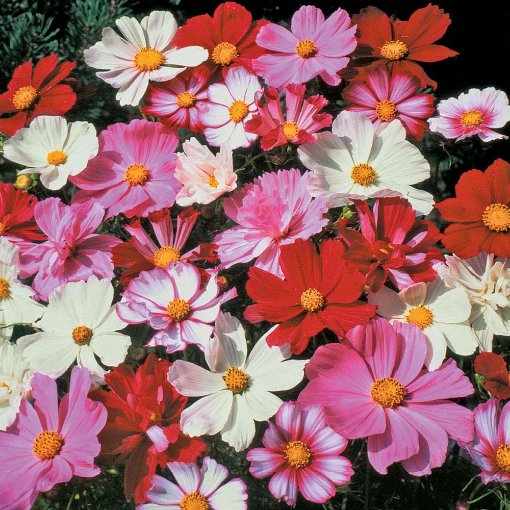 Cosmos bipinnatus 'All Sorts Mixed' (Seeds)