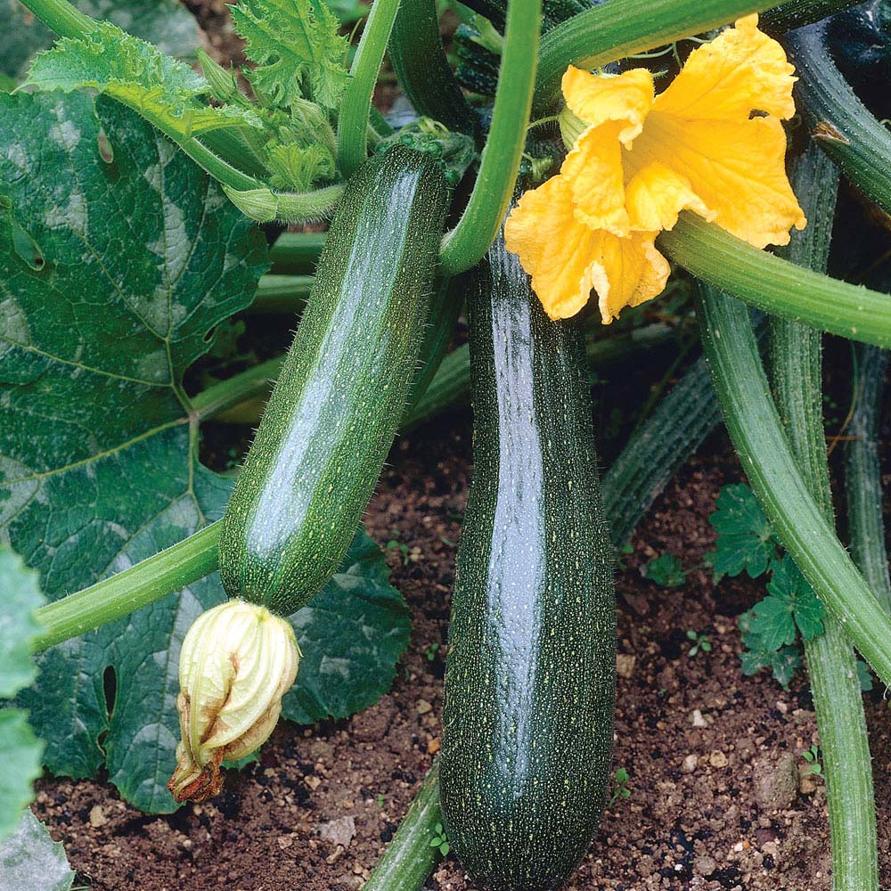 Courgette 'Defender' F1 Hybrid (Seeds)