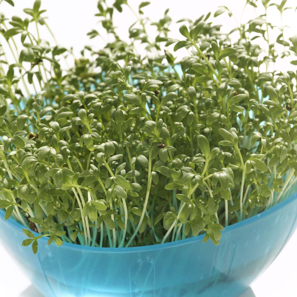 Image of Cress (Seeds)