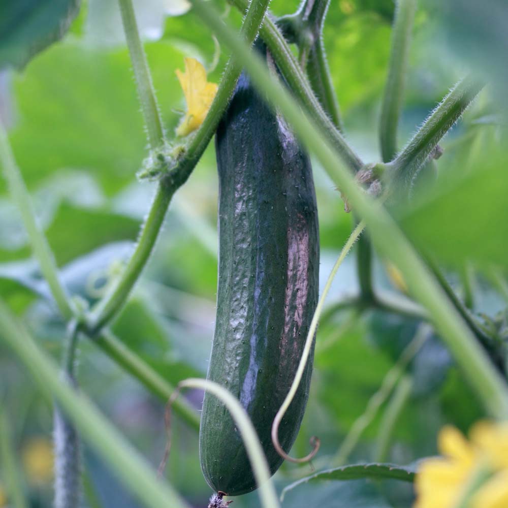 Cucumber 'Burpless Tasty Green' F1 Hybrid (Seeds)