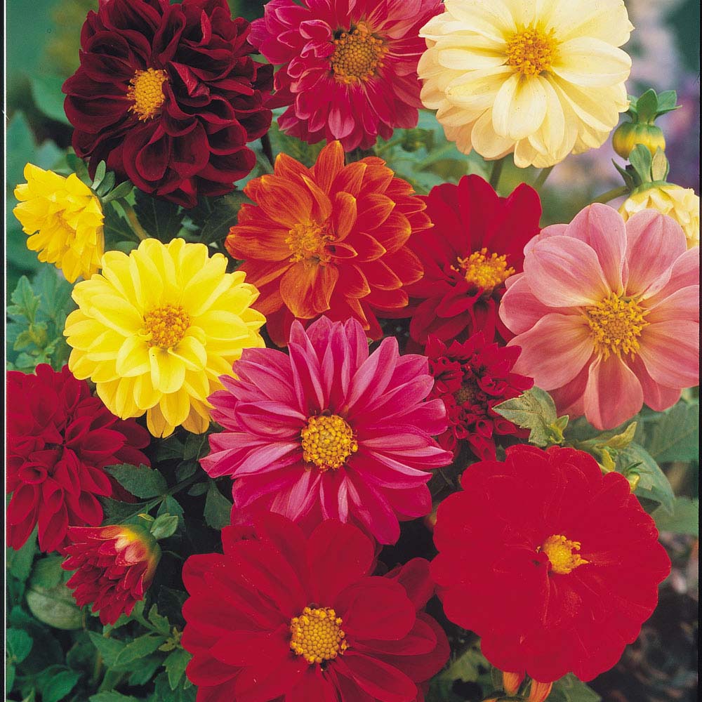 Dahlia variabilis 'Dwarf Mixed' (Seeds)