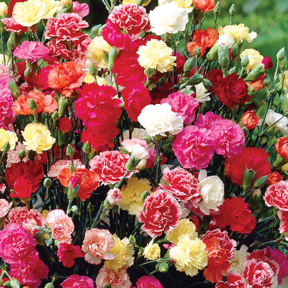 Dianthus caryophyllus 'Giant Chabaud Mixed' (Seeds)