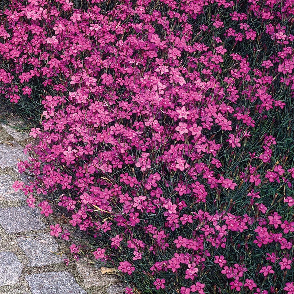 Dianthus deltoides 'Maiden Pink Brilliancy' (Seeds)