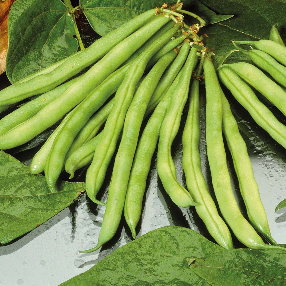 Dwarf Bean 'Tendergreen' (Seeds)