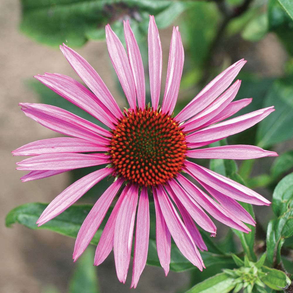 Echinacea purpurea 'Brilliant Star' (Seeds)