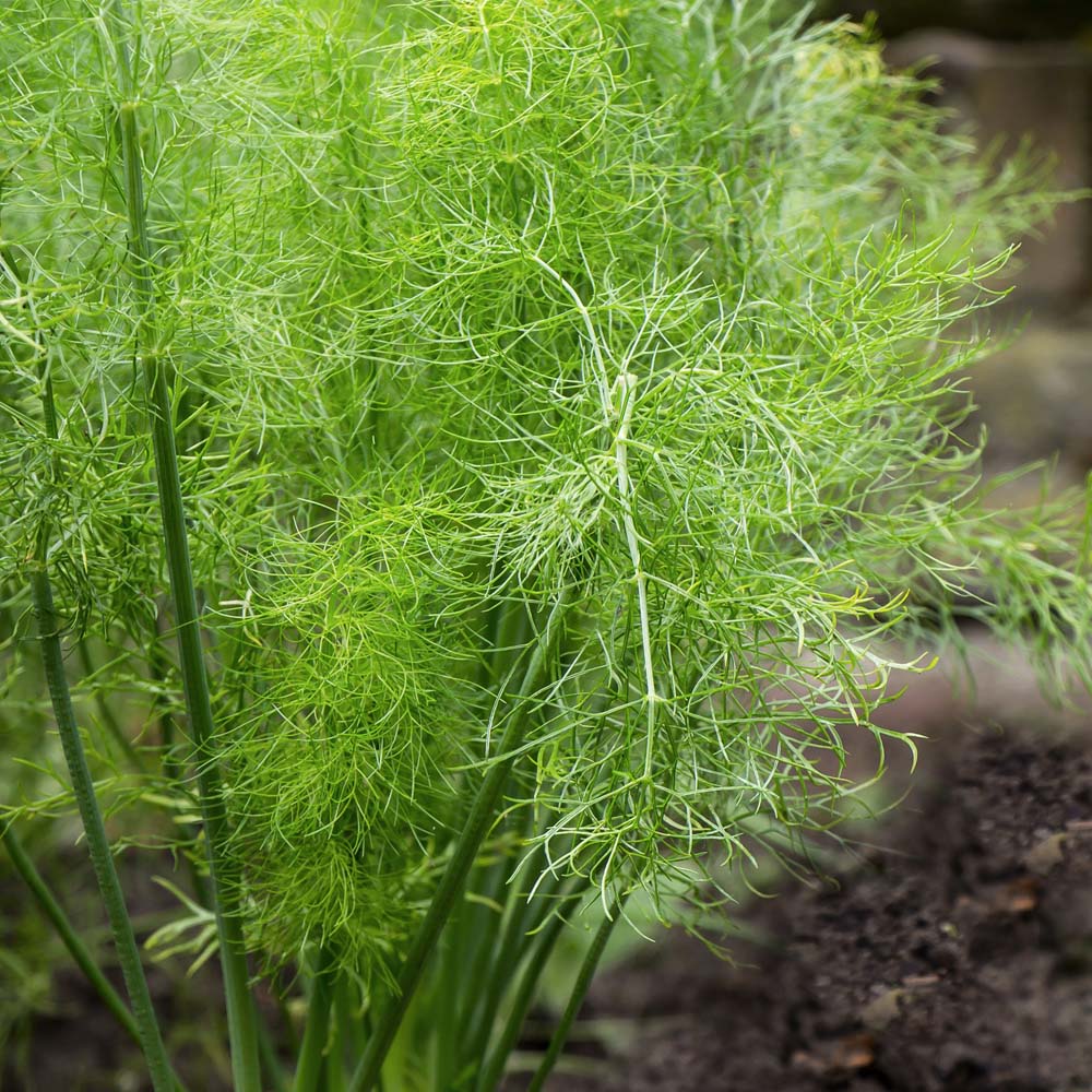 Fennel (Seeds)