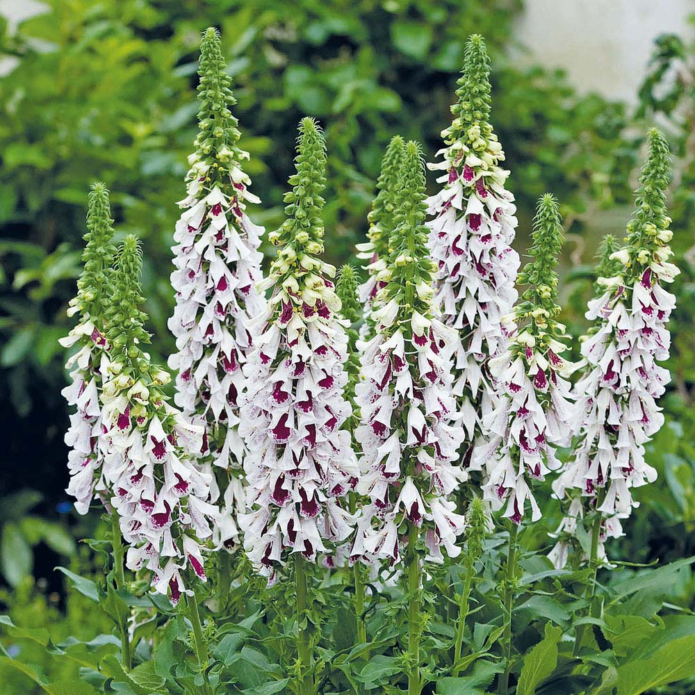 Foxglove 'Pams Split' (Seeds)