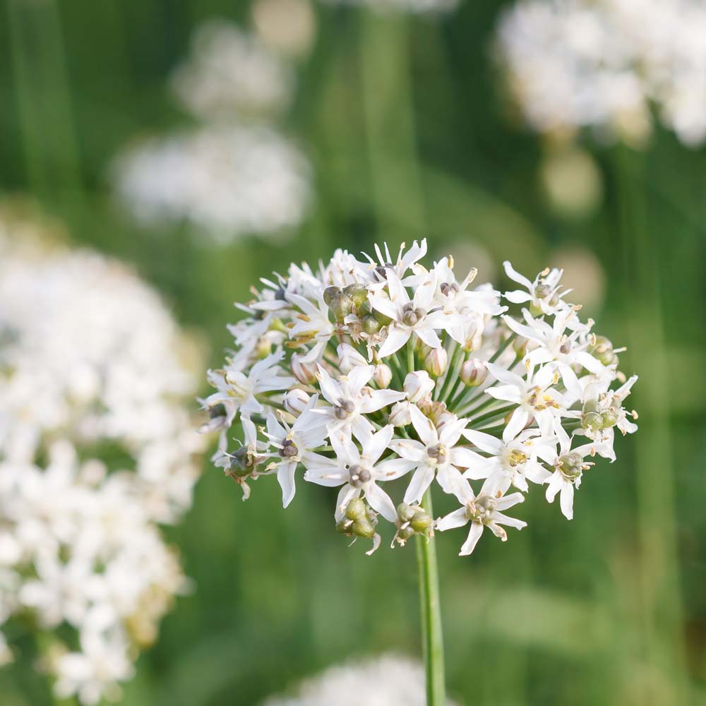 Garlic Chives (Seeds)