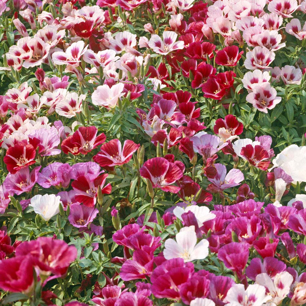 Godetia 'Little Frills Mix' (Seeds)