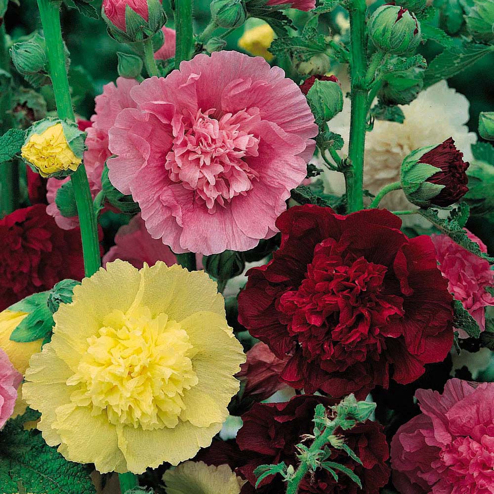 Hollyhock 'Chater's Mix' (Seeds)