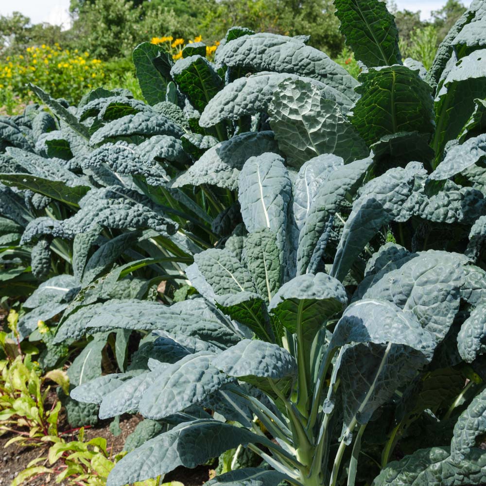 Kale 'Nero di Toscana' (Seeds)