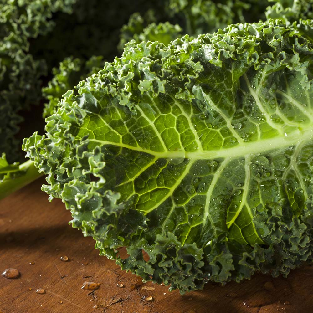 Kale 'Dwarf Green Curled' (Seeds)