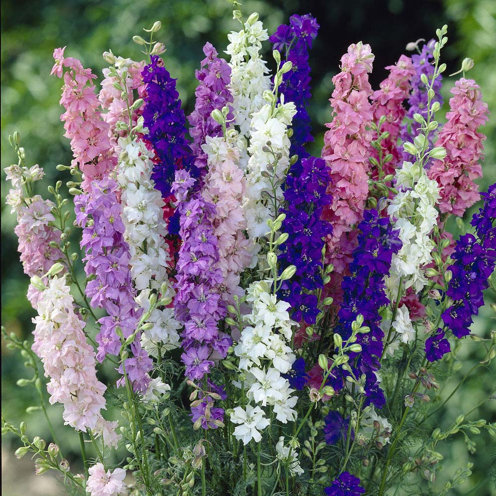 Larkspur 'Dwarf Mix' (Seeds)