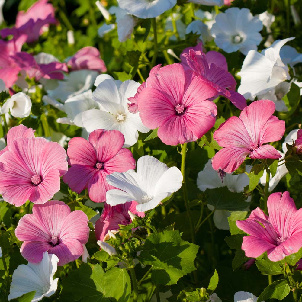 Lavatera trimestris Mixed (Seeds)