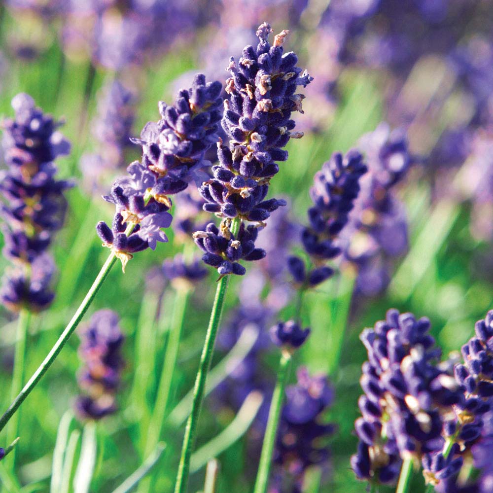 Lavender 'The Fragrant Lavender' (Seeds)