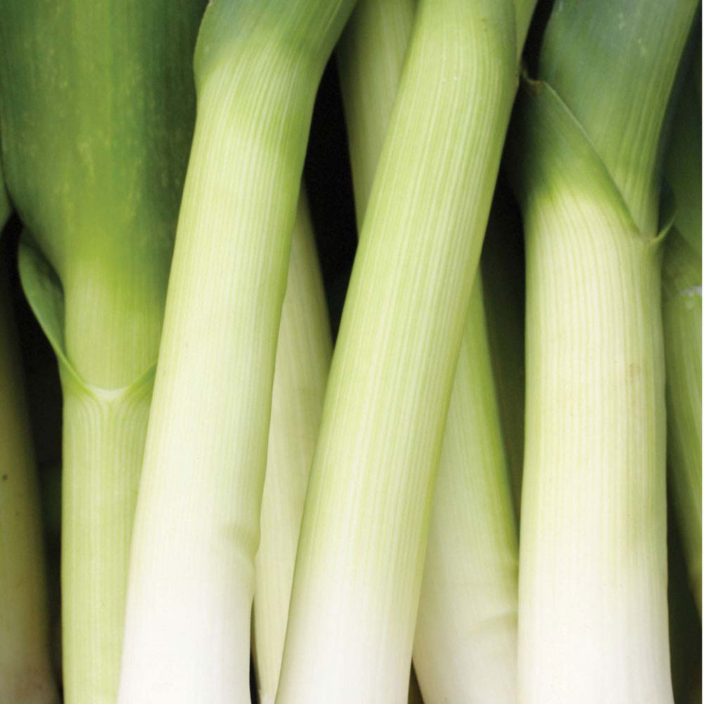 Leek 'Musselburgh' (Seeds)