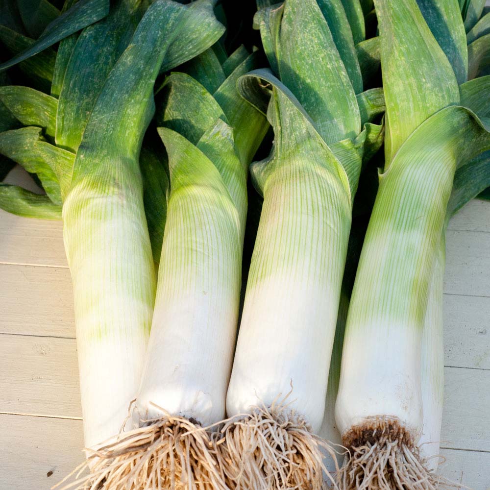 Leek 'Neptune' (Seeds)