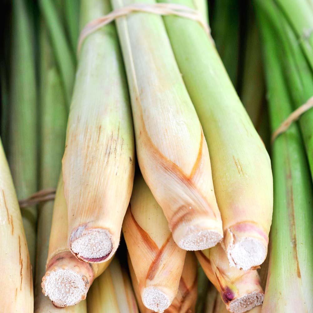 Image of Lemon Grass (Seeds)