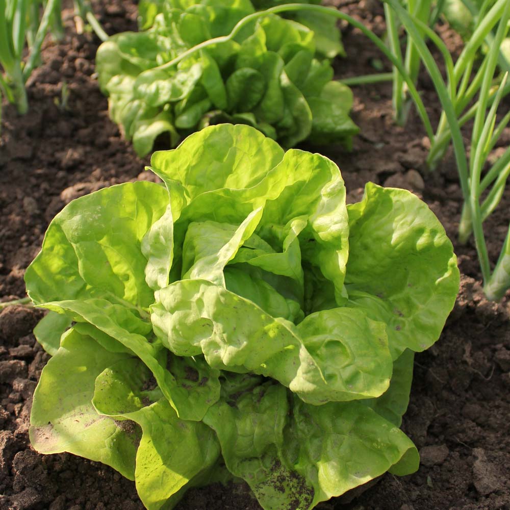 Lettuce 'All The Year Round' (Butterhead) (Seeds)