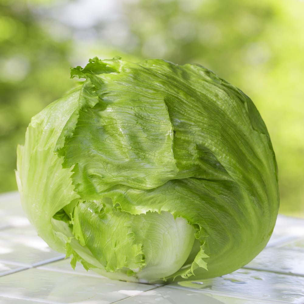 Lettuce 'Webbs Wonderful' (Iceberg/Crisphead) (Seeds)