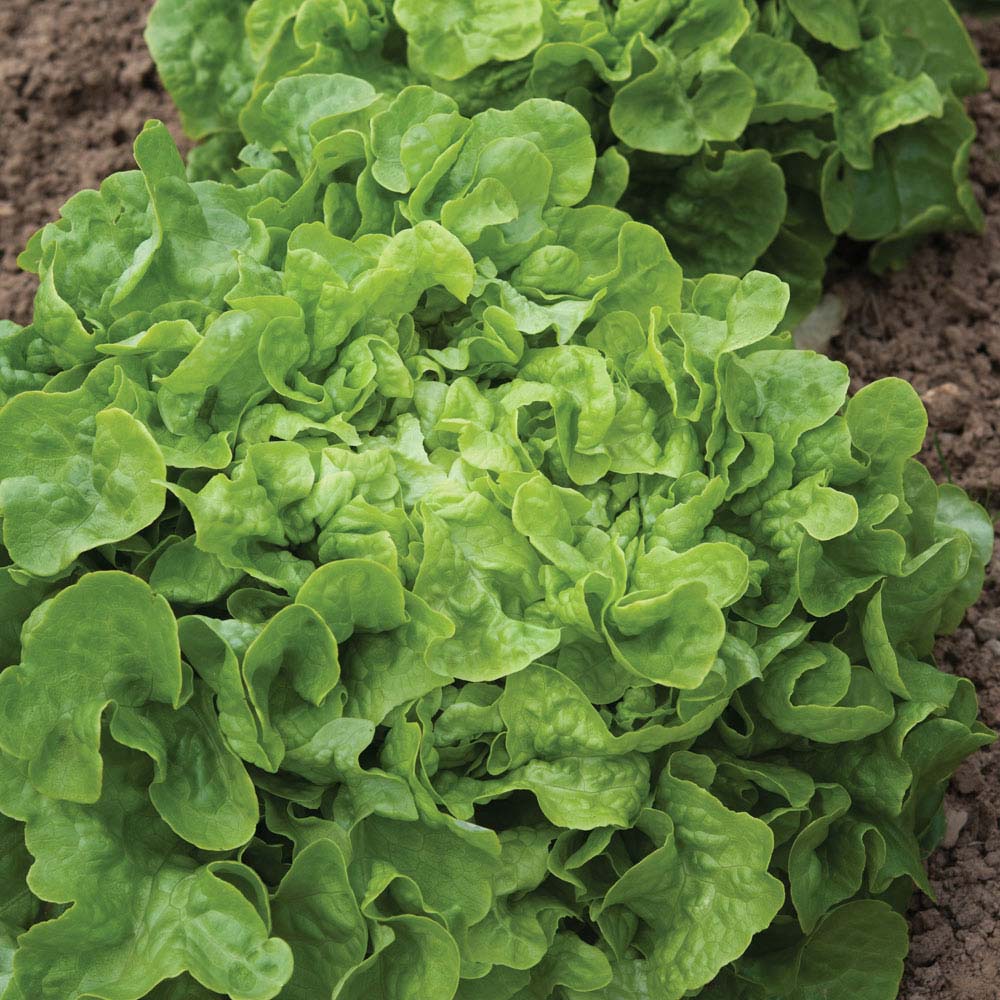 Lettuce 'Salad Bowl' (Loose&#45;Leaf) (Seeds)