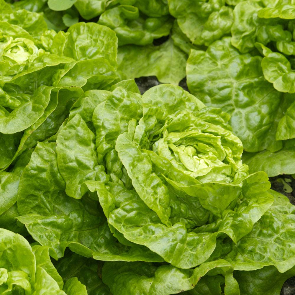 Lettuce 'Tom Thumb' (Butterhead) (Seeds)