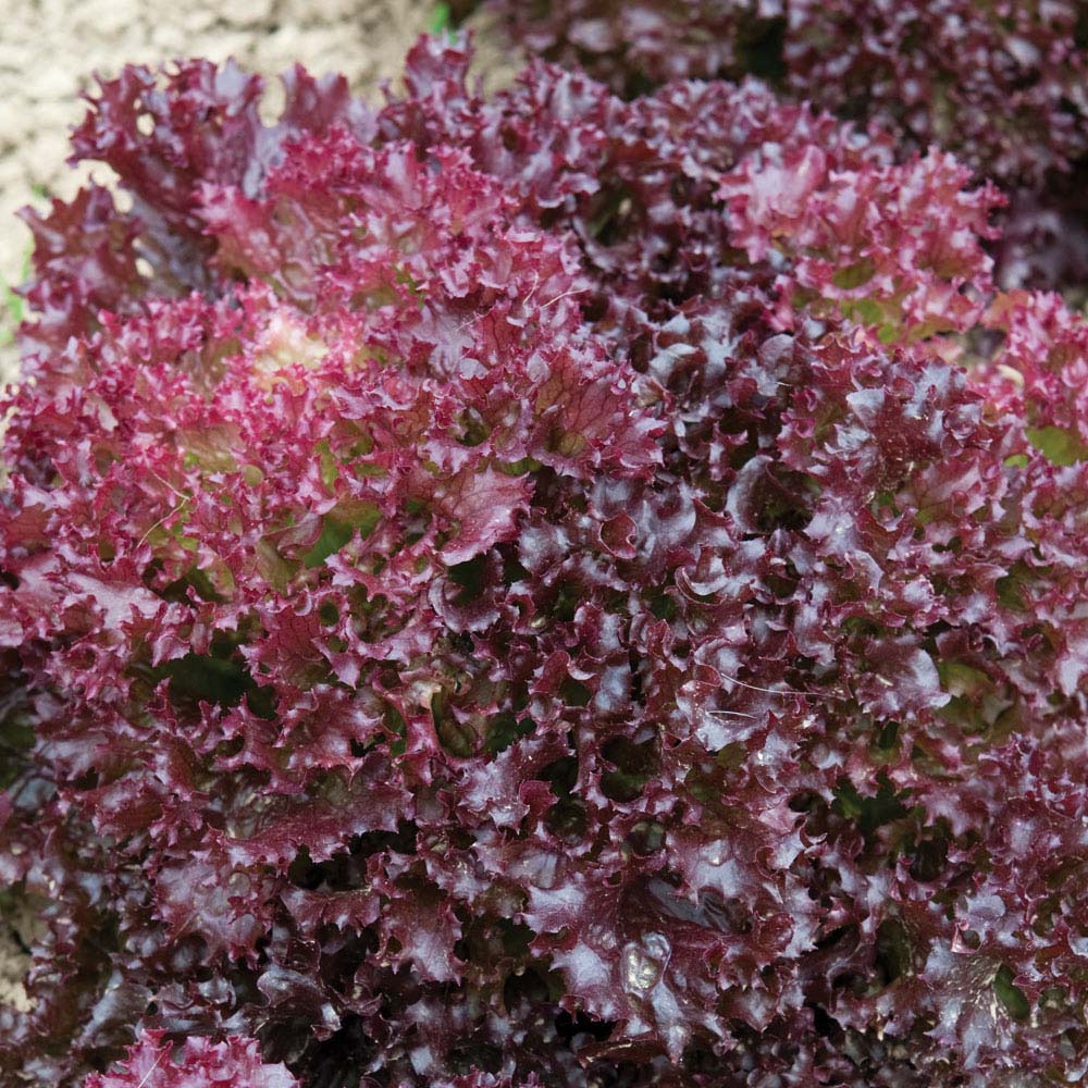 Lettuce 'Lollo Rossa' (Loose&#45;Leaf) (Seeds)