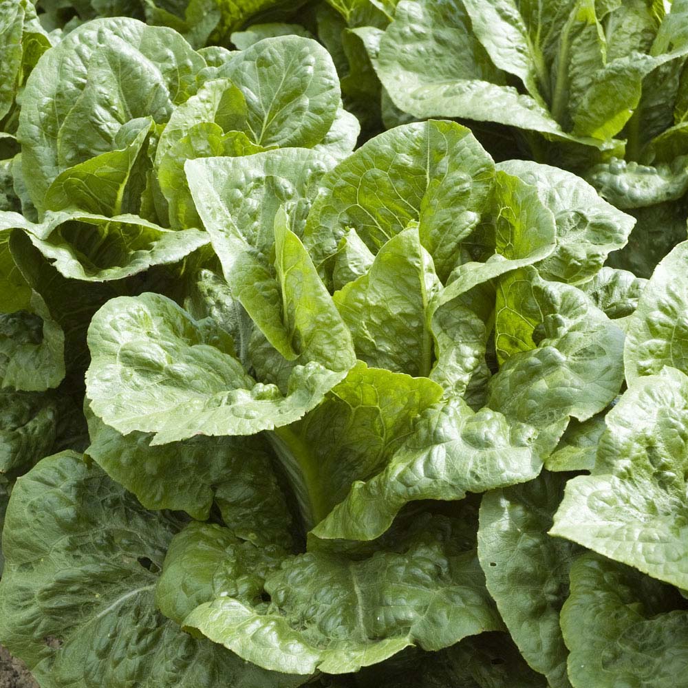 Lettuce 'Frisco' (Cos) (Seeds)