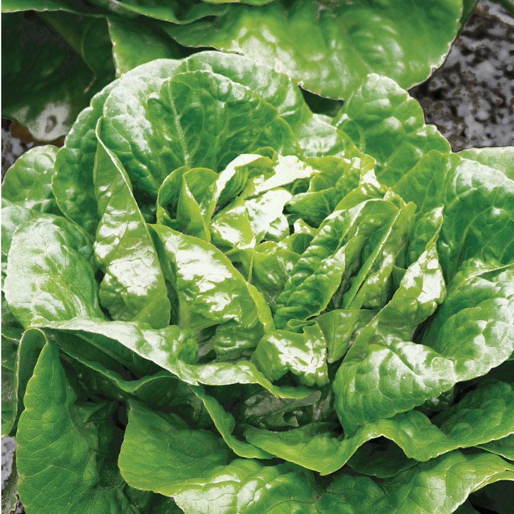 Lettuce 'Winter Density' (Cos) (Seeds)