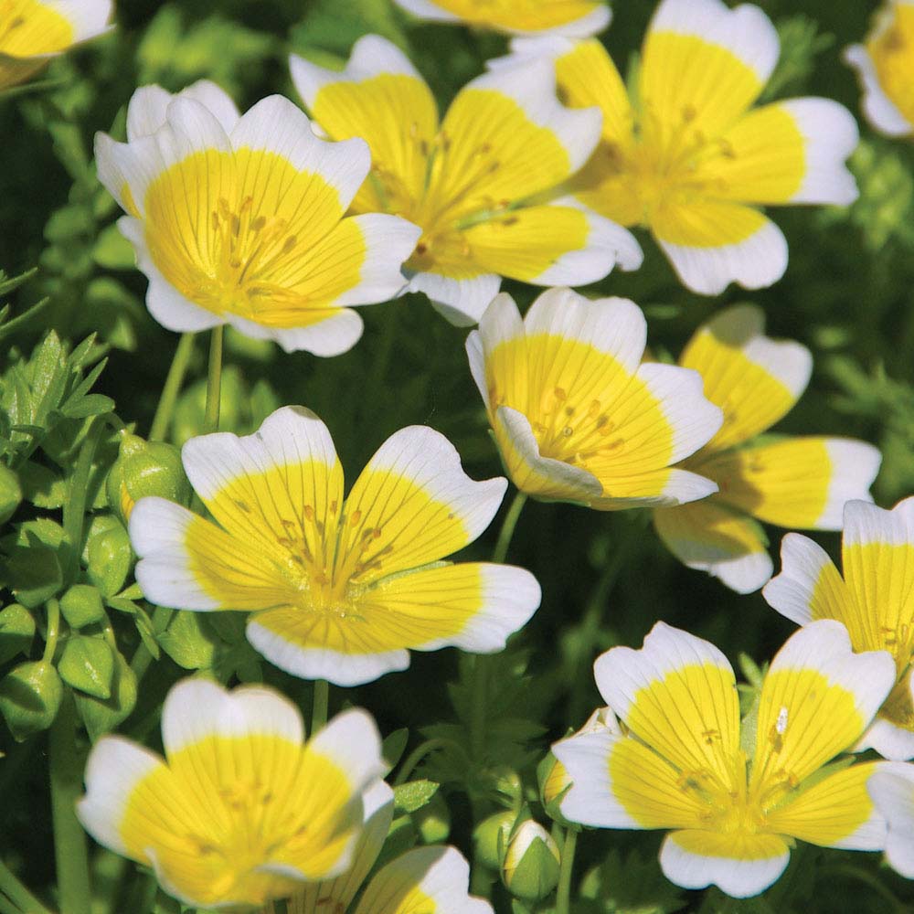 Limnanthes douglasii (Seeds)