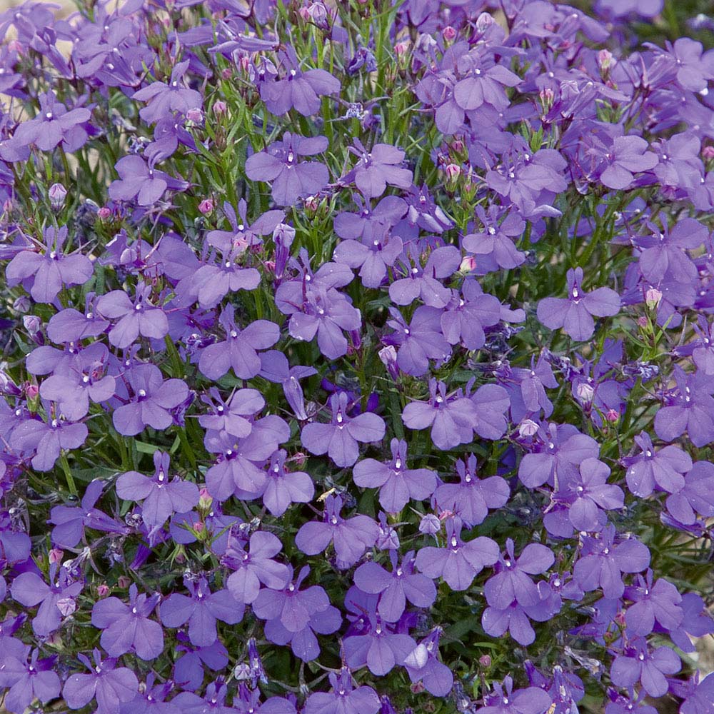 Lobelia erinus 'Crystal Palace' (Seeds)