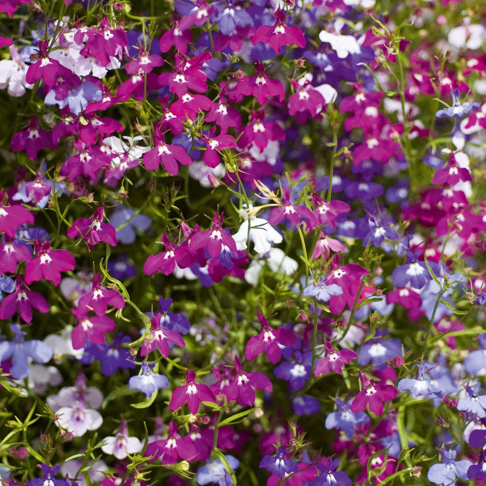 Lobelia 'Cascade Mix' (Seeds)