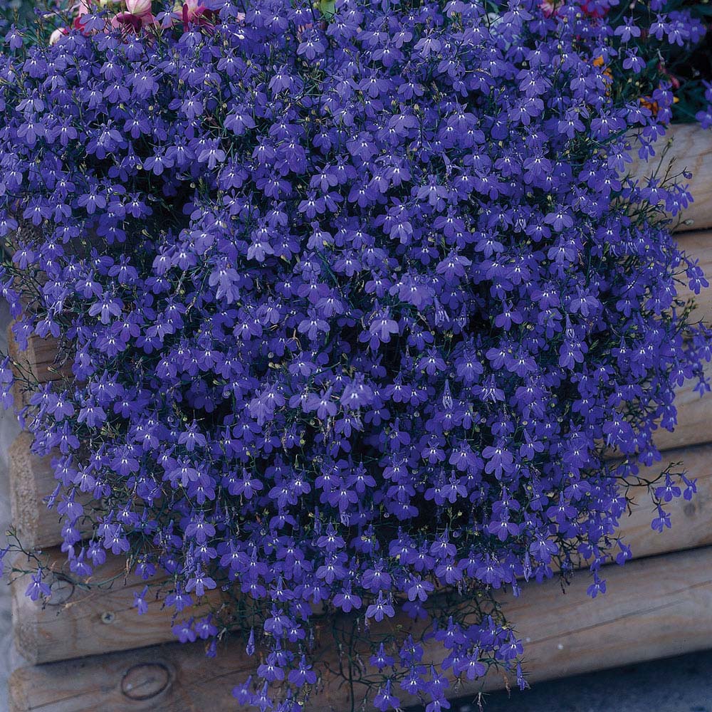 Lobelia 'Monsoon' (Seeds)