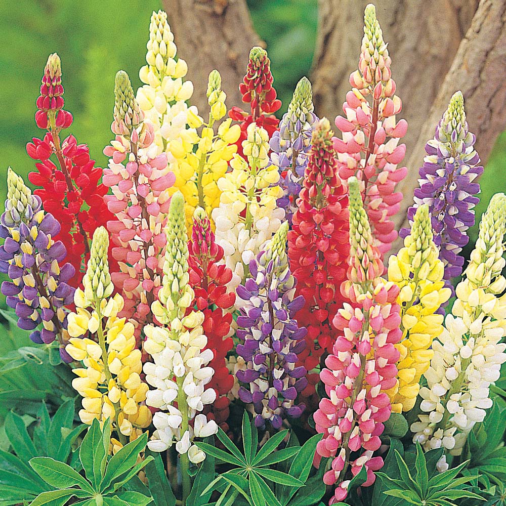 Lupin 'Russel Mix' (Seeds)