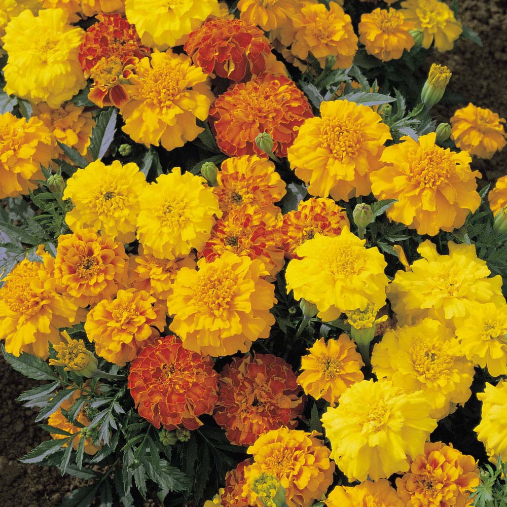 Marigold 'Summer Loving Mix' (Seeds)