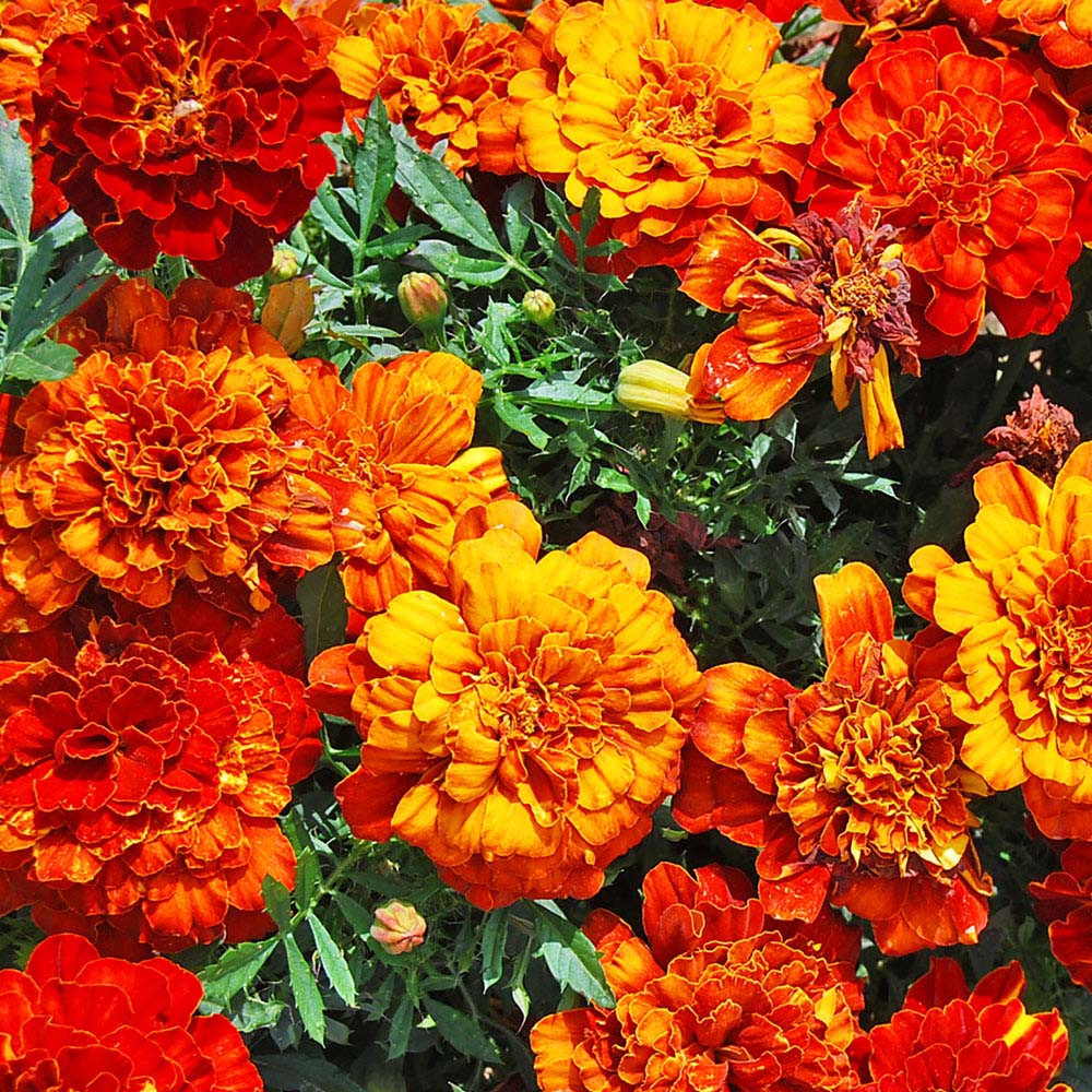 Marigold 'Orange Winner' (Seeds)