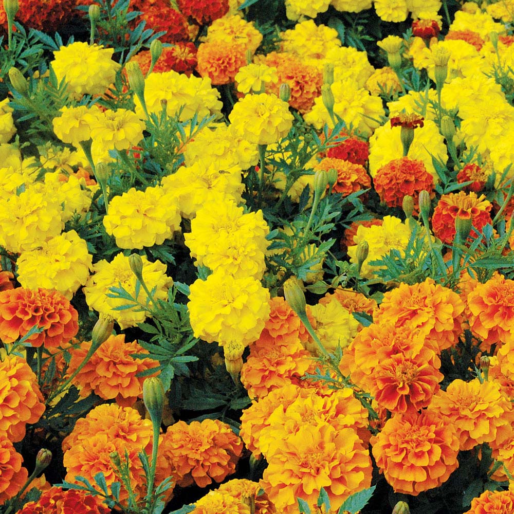 Marigold 'Boy O' Boy Mix' (Seeds)