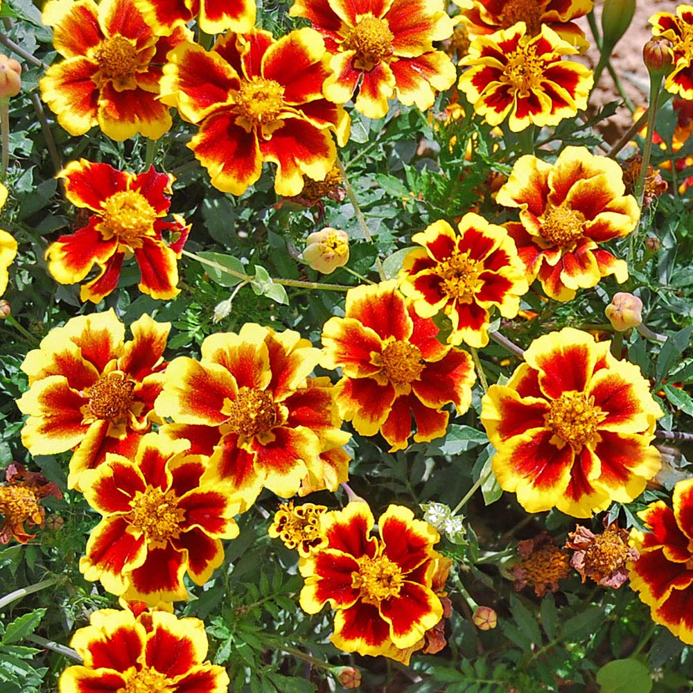 Marigold 'Legion of Honour' (Seeds)